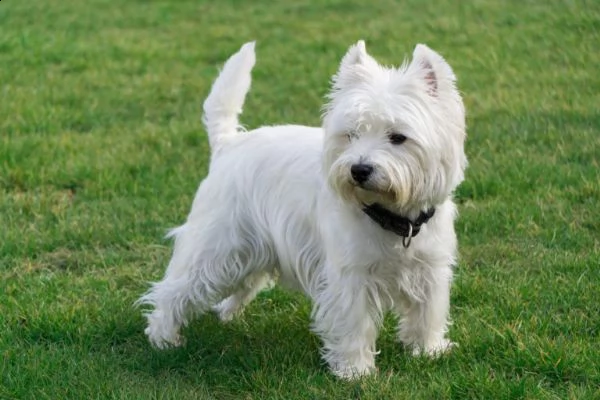  adorabili cuccioli  west highland terrier bianco  femminucce e maschietti disponibili