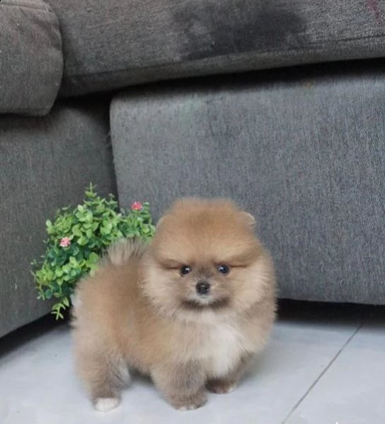 regalo pomeranian valpino toy[at] | Foto 0