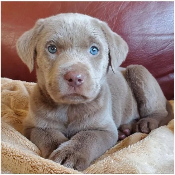 bello labrador , maschio e femmina, in regalo