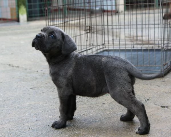 lovely charming geogouse pedigree brillant kc reg maschi e femmine cane corso cuccioli in cerca di u
