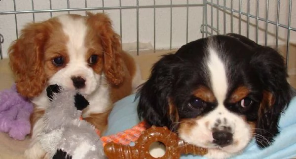 cavalier king cuccioli | Foto 0