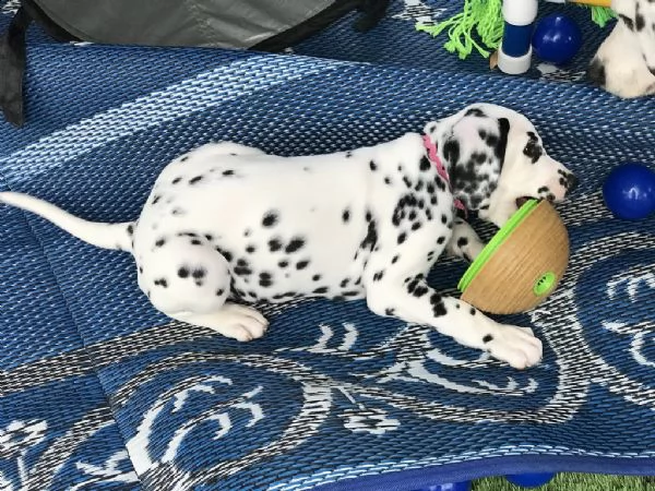 cuccioli di  dalmata