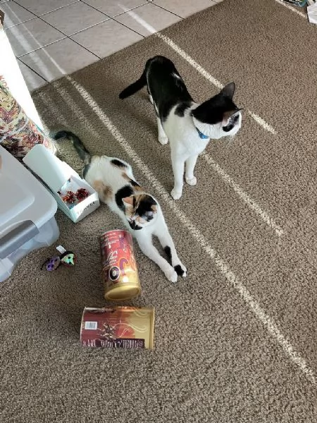 bellissimi gattini disponibilli