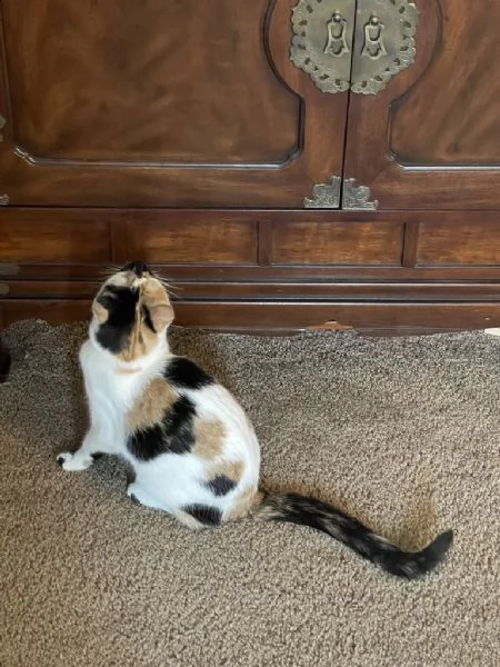 bellissimi gattini disponibilli | Foto 1