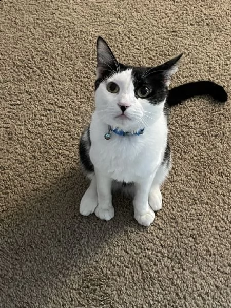 bellissimi gattini disponibilli | Foto 0