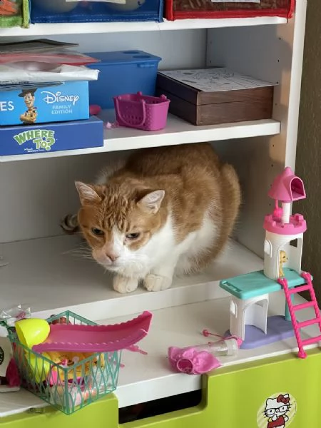 disponibili bellissimo gattini ...