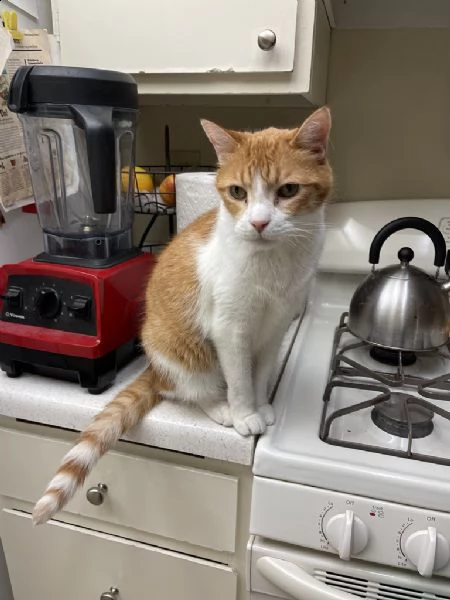 disponibili bellissimo gattini ... | Foto 0