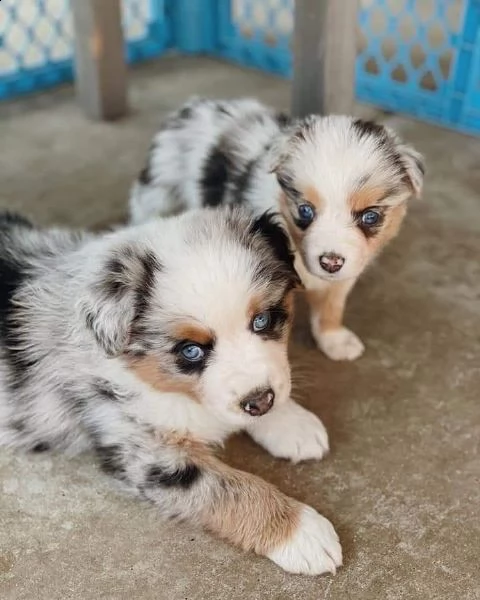 amorevoli cuccioli di australian shephered per l'adozione, | Foto 1