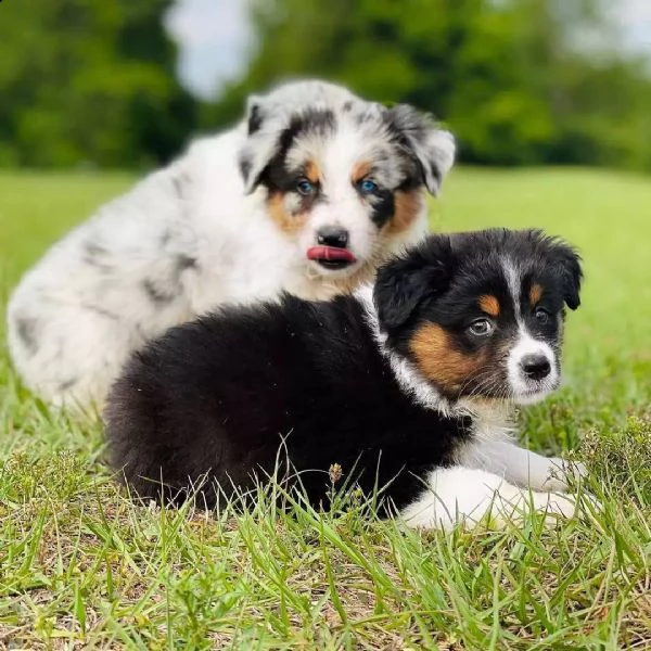 amorevoli cuccioli di australian shephered per l'adozione, | Foto 0