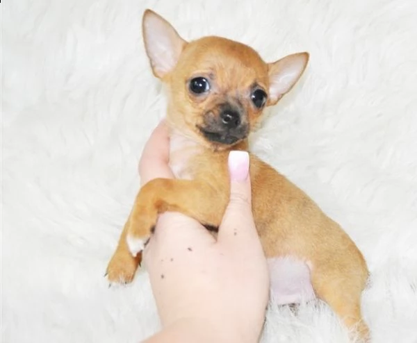  regalo chihuahua cuccioli meravigliosi ! 