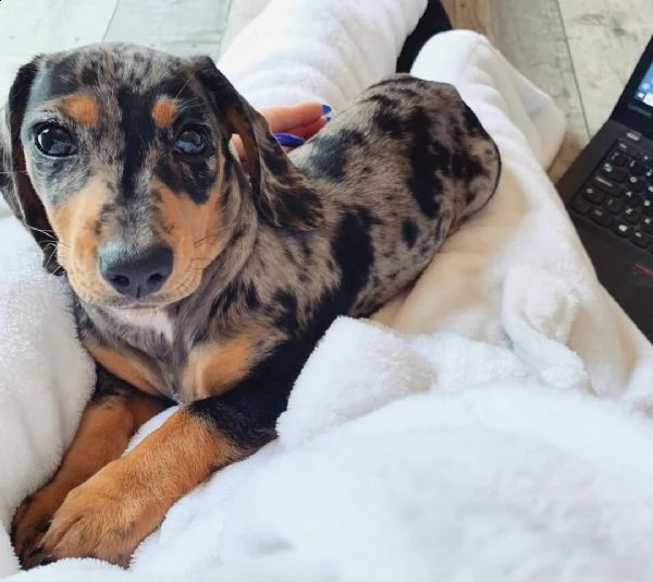 regalo adorabili cuccioli  bassotto femminucce e maschietti disponibili