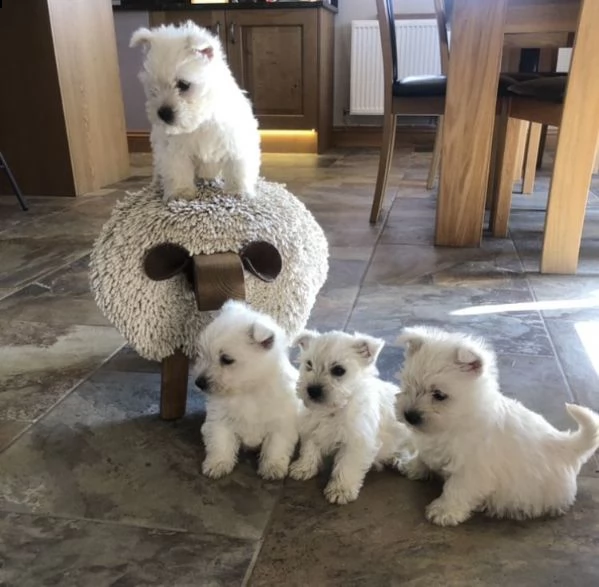 regalo adorabili cuccioli west highland terrier bianco femminucce e maschietti..,