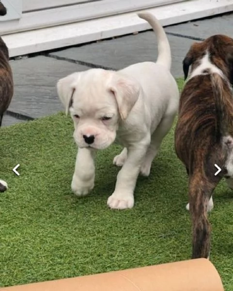 regalo cuccioli di boxer..,