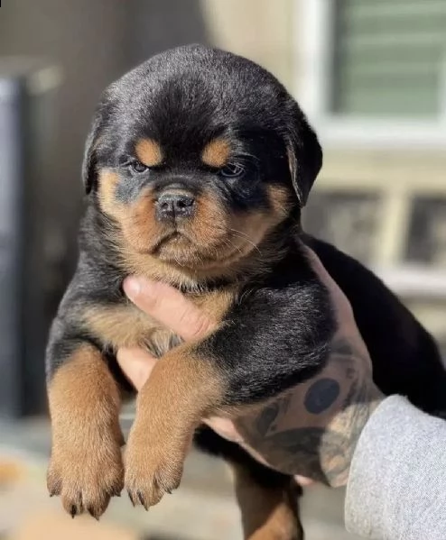 disponibili da subito cuccioli di razza rottweiler in consegna con il libretto sanitario, il michroc
