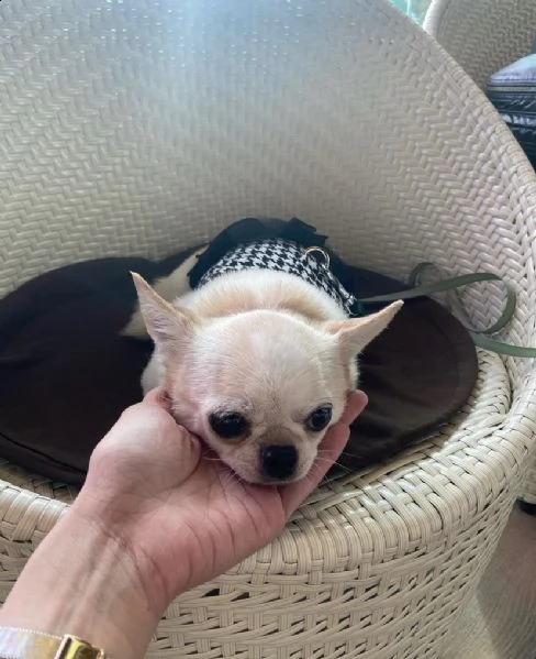 cucciolo di chihuahua  dolcissimo inteligentissimo e eccellentissimo di 93 giorni sia maschi che fem | Foto 0