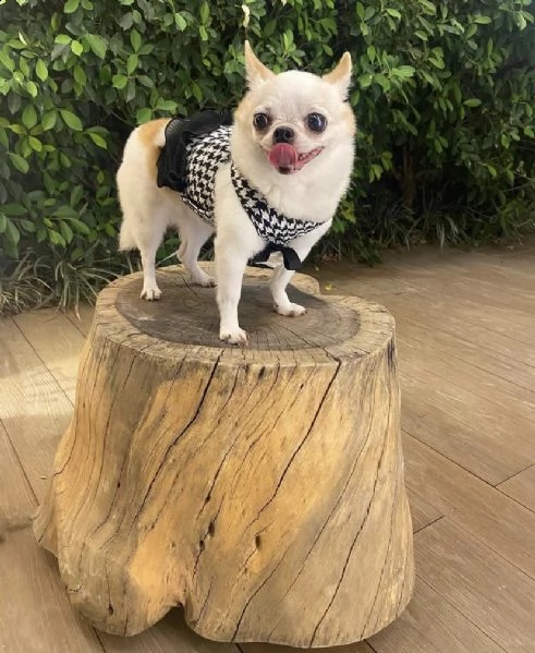 cucciolo di chihuahua  dolcissimo inteligentissimo e eccellentissimo di 93 giorni sia maschi che fem