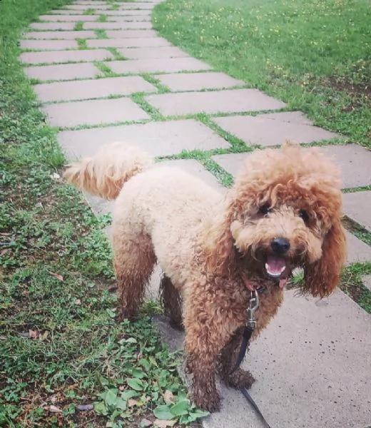 cucciolo di barboncino  buonissimi tenerissimi e intrigantissimi di 70 giorni sia maschi che femmina