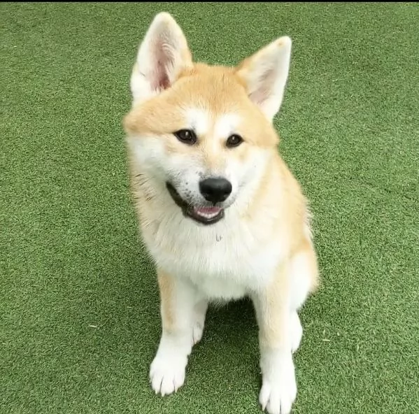 regalo cuccioli di akita inu  di 90 giorni nata e svezzata in ambiente familiare. viene munita di do