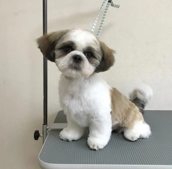 abbiamo cuccioli di maltese gratuito disponibile maschile e femminile. i cuccioli sono vaccinati, sv