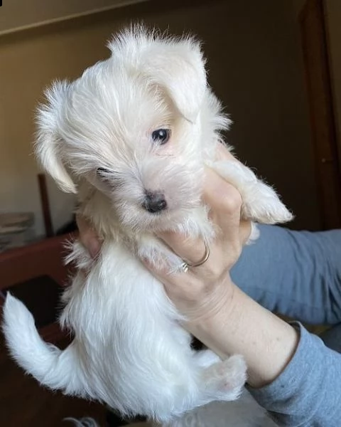 bellissimi cuccioli di maltese | Foto 0