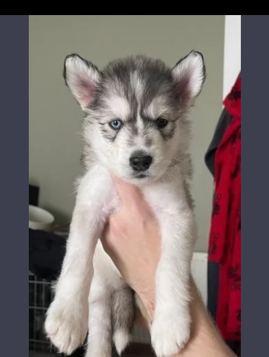 cuccioli di siberiano huski