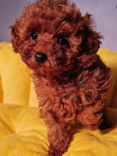 :::/// regalo barboncino toy 