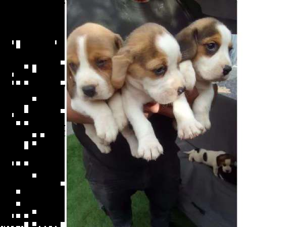 cuccioli di beagle da campo incolto di prima qualità