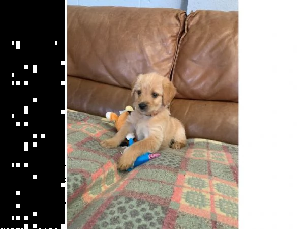 cuccioli di labradoodle f1