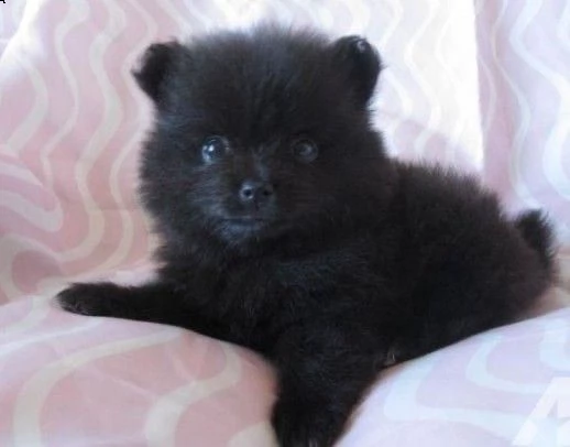 preziosi cuccioli di pomerania in adozione<><>