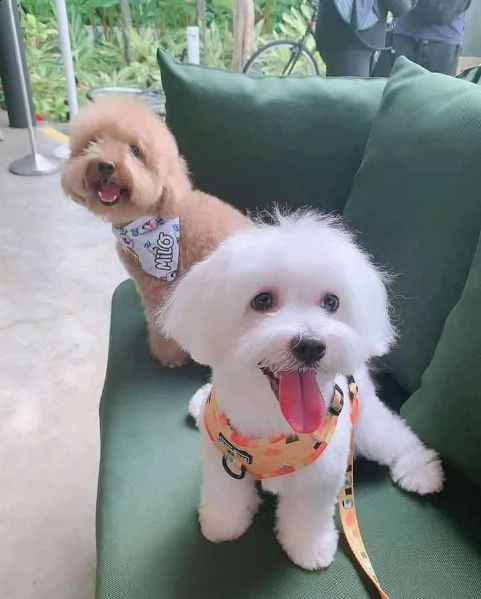 adorabile cucciolo maltese in adozione{}{}{}