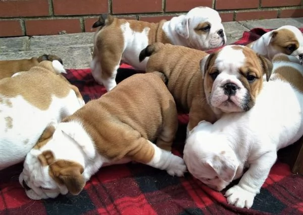 regalo bulldog inglese cuccioli disponibili...