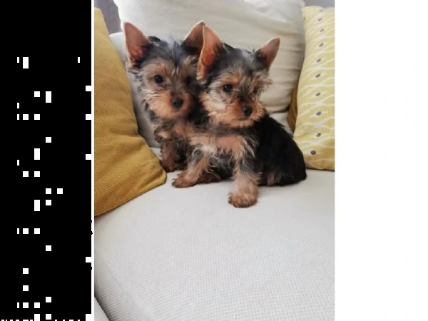 yorkshire terrier mini