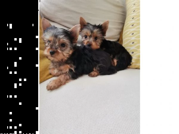 yorkshire terrier mini | Foto 0