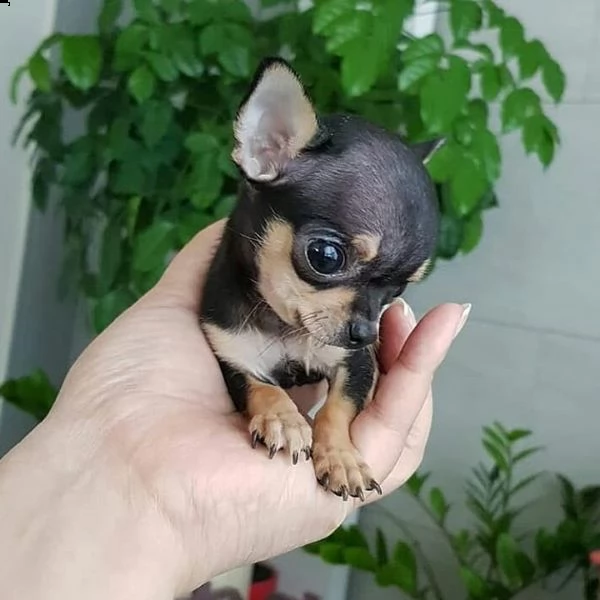  chihuahua maschio per monte