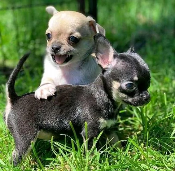  accoppiamento chihuahuae