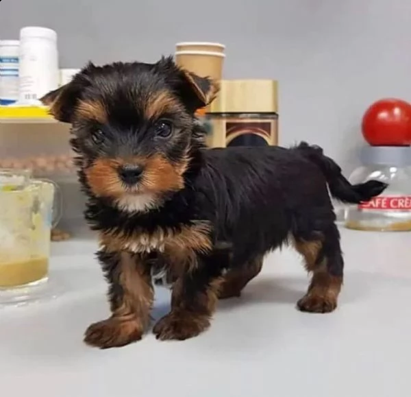 cucciolo yorkie | Foto 0