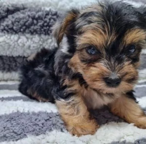 cucciolo yorkie