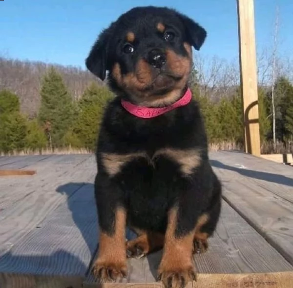 cucciolo rottweiler
