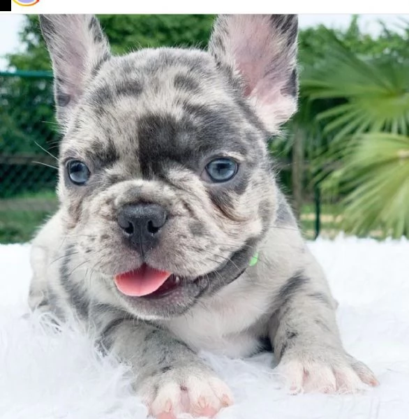 cucciolo bulldog francese