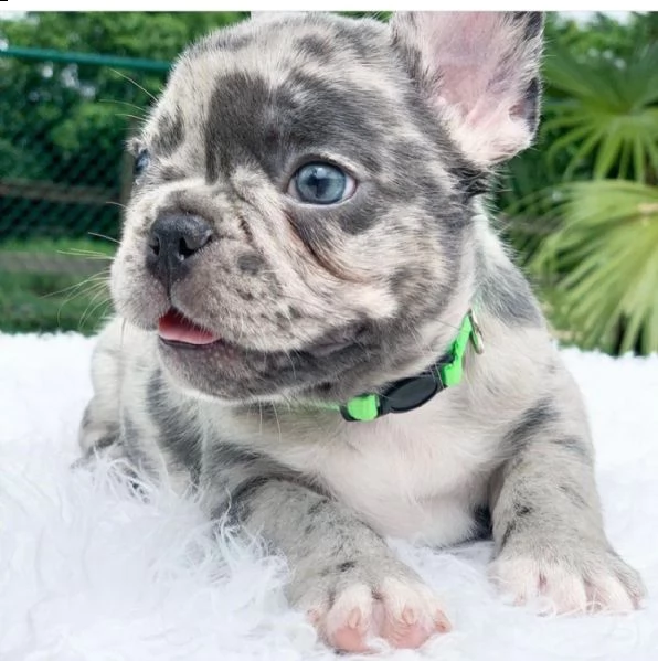 cucciolo bulldog francese | Foto 0
