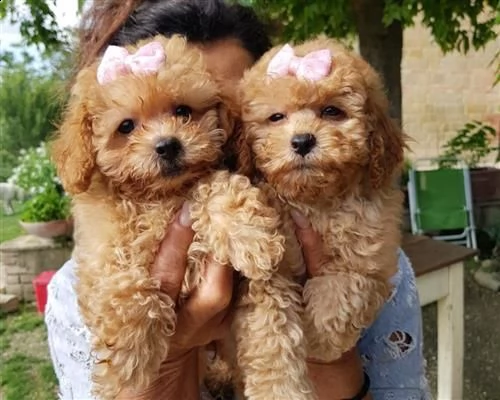  cucciolo di barboncino toy2