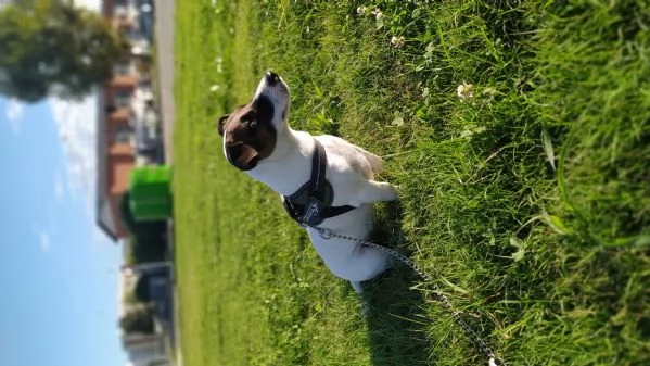 Filippo – Bellissimo Jack Russell Terrier maschio.