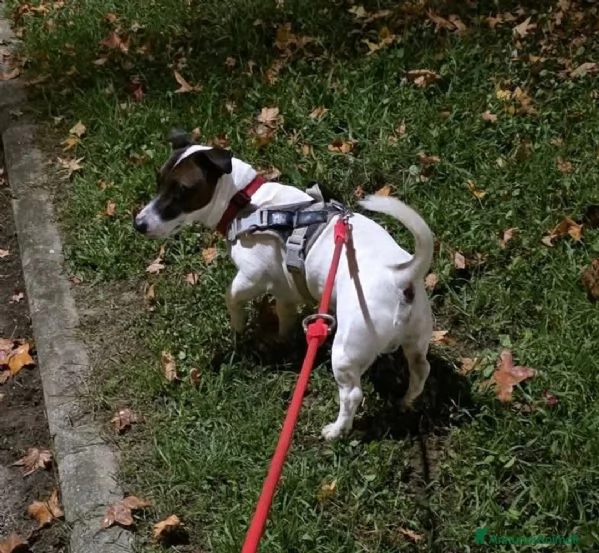 Filippo – Bellissimo Jack Russell Terrier maschio. | Foto 1