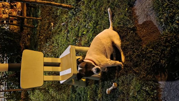 Filippo – Bellissimo Jack Russell Terrier maschio. | Foto 0