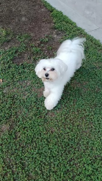 Splendido Maltese Maschio d’Eccellenza disponibile per Accoppiamento. | Foto 2