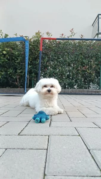 Splendido Maltese Maschio d’Eccellenza disponibile per Accoppiamento.