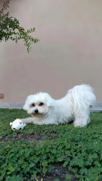 Splendido Maltese Maschio d’Eccellenza disponibile per Accoppiamento. | Foto 1