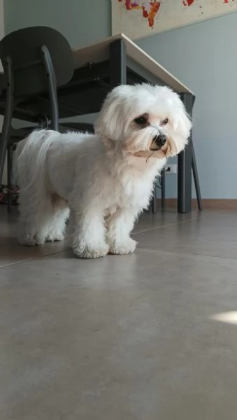 Splendido Maltese Maschio d’Eccellenza disponibile per Accoppiamento. | Foto 0