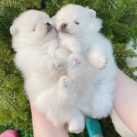 disponibili bellissimi cuccioli di pomerania (morgan.g.r.et.che.n7[at]googlemail[.com])