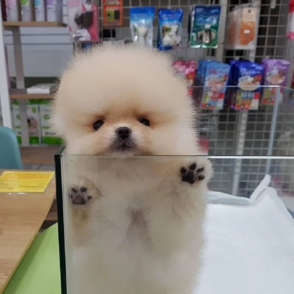 preziosi cuccioli di pomerania in adozione{}{}{}